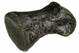 Rare, Valdosaurus Toe Bone - Isle of Wight, England #123526-3